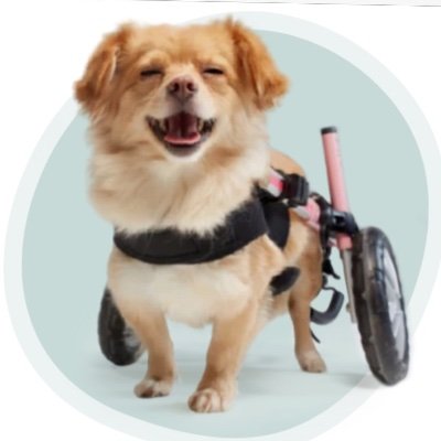 Broken Biscuits Charity 
We care for stray & surrendered disabled animals . Provide rehabilitation & mobility equipment & Seminars for vet clinics and schools