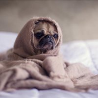 Euell ❤️ Memecoin (@euell34955457) 's Twitter Profile