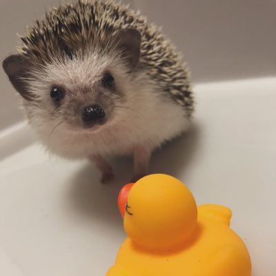 🦔