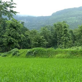 vikasmumbaindia's profile picture. Writer for Social Problem