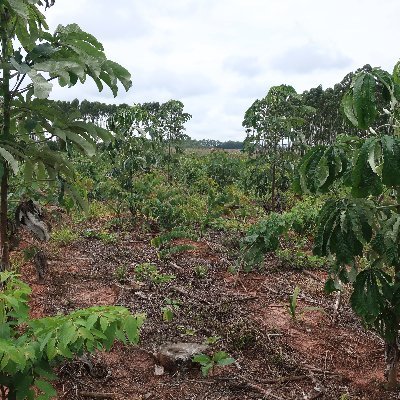 The MixForChange BiodivERA project (Mixed Forest Plantations For Climate Change Mitigation And Adaptation) is developed within the TreeDivNet network