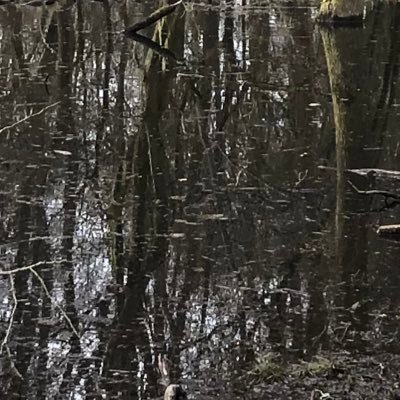 greenfloors11's profile picture. whatever, i say