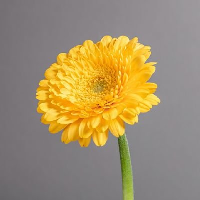 apohmze07's profile picture. احب الصدق