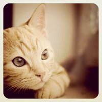 msk (@mistral) 's Twitter Profile