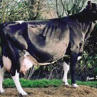 Ingleden Holsteins (@ingleden) 's Twitter Profile