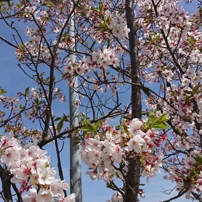 purinmrs's profile picture. 見る専門、取引垢ではありません。

交換のお取引について 
郵便局窓口→領収書、ポスト投函→動画
お願いします。