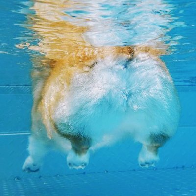 ちゃまとら(Ｕ˙ꈊ˙)さんのプロフィール画像