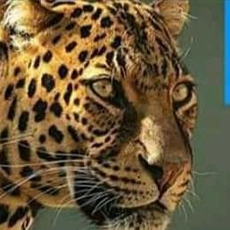 quarmie_hitman's profile picture. pro, MEI Ghana
BSF consultant
biological scientist
data analyst
database cleaning professional