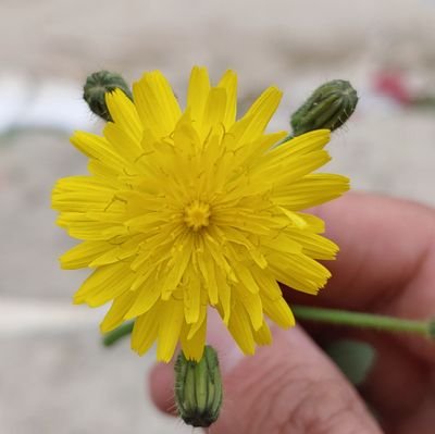 kerbouaassia's profile picture. islamique moslim wemen