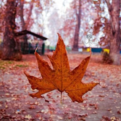 Touseef11560313's profile picture. 