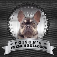 PoisonsFrenchBulldogs(@PoisonsFrenchBD) 's Twitter Profile Photo