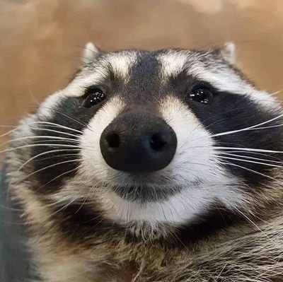 pbcarrara's profile picture. Os 3 poderes: STF, Congresso e Cultura do Cancelamento