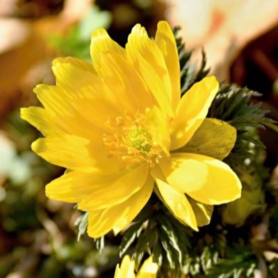 mn331010's profile picture. 冬に来た風来坊のふうです