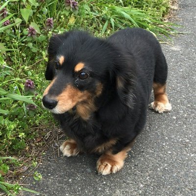 JK1DRW's profile picture. 基本誰かさんに一緒に仕方なくついて行ってます！
JO3SVJ ひょうごSK527 JK1DRW