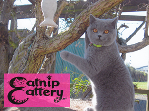 Catnip cattery offers a relaxed and happy,stress-free environment,with lots of love and individual attention.