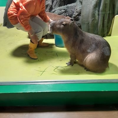 北海道出身のバカタレ野郎です。ミニ四駆は、小学生くらいにちょっとだけ作った記憶があります。30年くらい前かな⁉️初心者ですが、よろしくお願いいたします‼️愛知県在住で、ミニ四駆は、みんなドノーマルです。すいません🙏