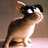 Profile Picture of Mary Hayes (@@m_cecelia) on Twitter