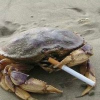 crab(@crabcrustecean) 's Twitter Profileg