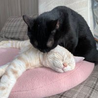 ねこのさくらとかりん (@sakura0218cat) 's Twitter Profile