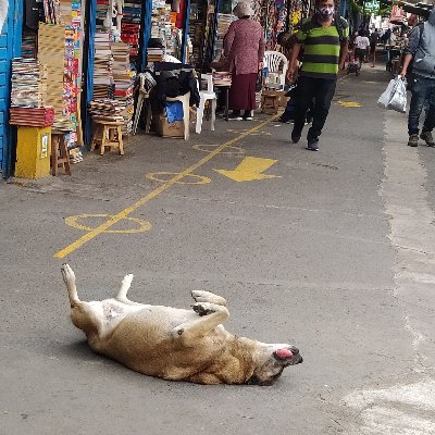 Limeñófilo, vagante y pescador de libros. Editor en Río Hablador.