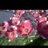 emilysmith7777's profile image