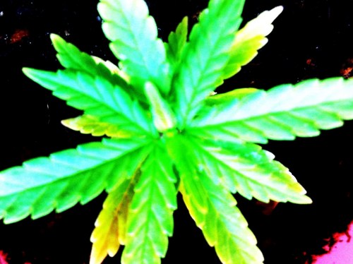 Medical Marijuana Directory.  Find all of your buds quick and easy A to Z.