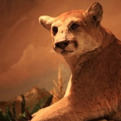 vitosseattle's profile picture. A bar....An Italian Restaurant...A Lounge...              
An evening you won't soon forget.            
See you in the Cougar Room!