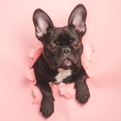 フレンチブルドッグがぶ Gabkun5 Twitter