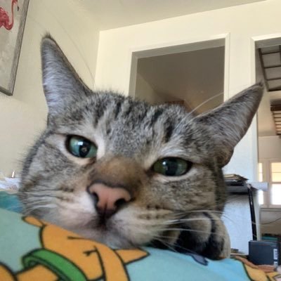 ClawsandPawsMom's profile picture. #46 Proud Democrat. Animals are better than people. No lists.