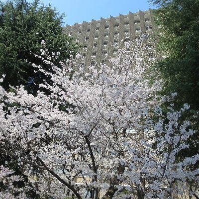 Professor of chemistry @ Chuo University, Research interests: photocatalysis, photovoltaics, time-resolved spectroscopy, and microscopy, data analysis.