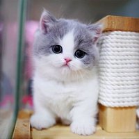 Schrödinger's cat 🐱 He/him (@theunofficialpm) 's Twitter Profile