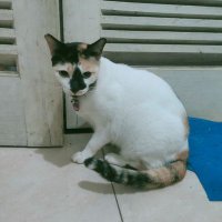 Gelas Pecah (@gelaspe31101066) 's Twitter Profile