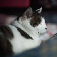 猫 (@bakeneko_2013) 's Twitter Profile