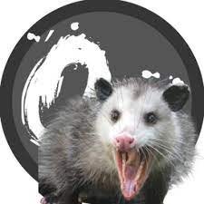 Daily Opossums for @OzMediaOfficial
I'm feral so I go by all pronouns :D