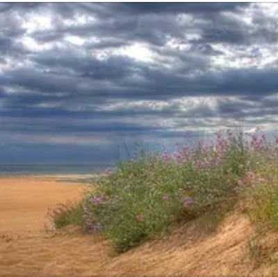 pacogflores's profile picture. 