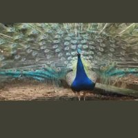 Kinglightade (@kinglightade) 's Twitter Profile