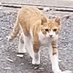 虎猫にゃんこ (@bj77ombsjmhfvxi) Twitter profile photo 虎猫にゃんこ (@bj77ombsjmhfvxi) Twitter profile photo