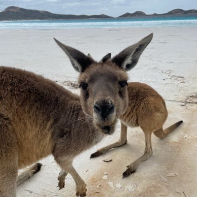 メルボルン近辺に生息中🐨