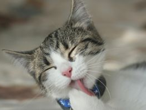 SkyPetNZ's profile picture. Papakura Pet Transport