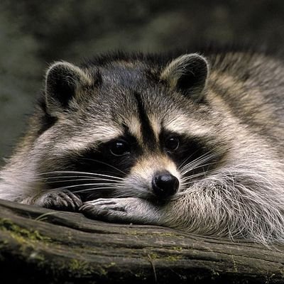 Racoon