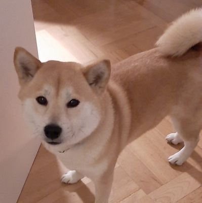 VeNoMzShibe Profile Picture