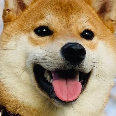柴犬の力(リキ)くんさんのプロフィール画像