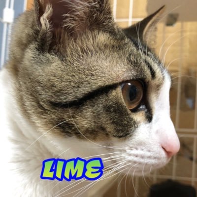 lime_2020118 Profile Picture