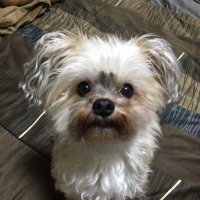 unhr seiichi (@seiichi_unhr) 's Twitter Profile