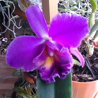 StOngeDenise1's profile picture. 