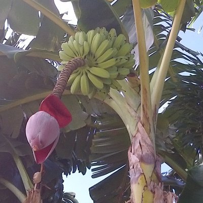 IlanaMcdS's profile picture. Polemicist.
Horse owner.