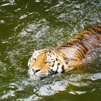 青い 今日の動物園 泳ぐ虎が見れたのとってもラッキー 青い 今日の動物園 泳ぐ虎が見れたのとってもラッキー