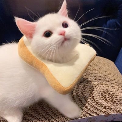 ngalongbacafic's profile picture. nyeh