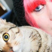 kittykat(@kittykat_x) 's Twitter Profile Photo