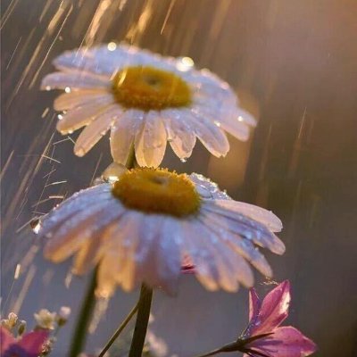 اللهم إن رأيتني أبتعد عنك فردني إليك رداً جميلاً .
@d335048bc